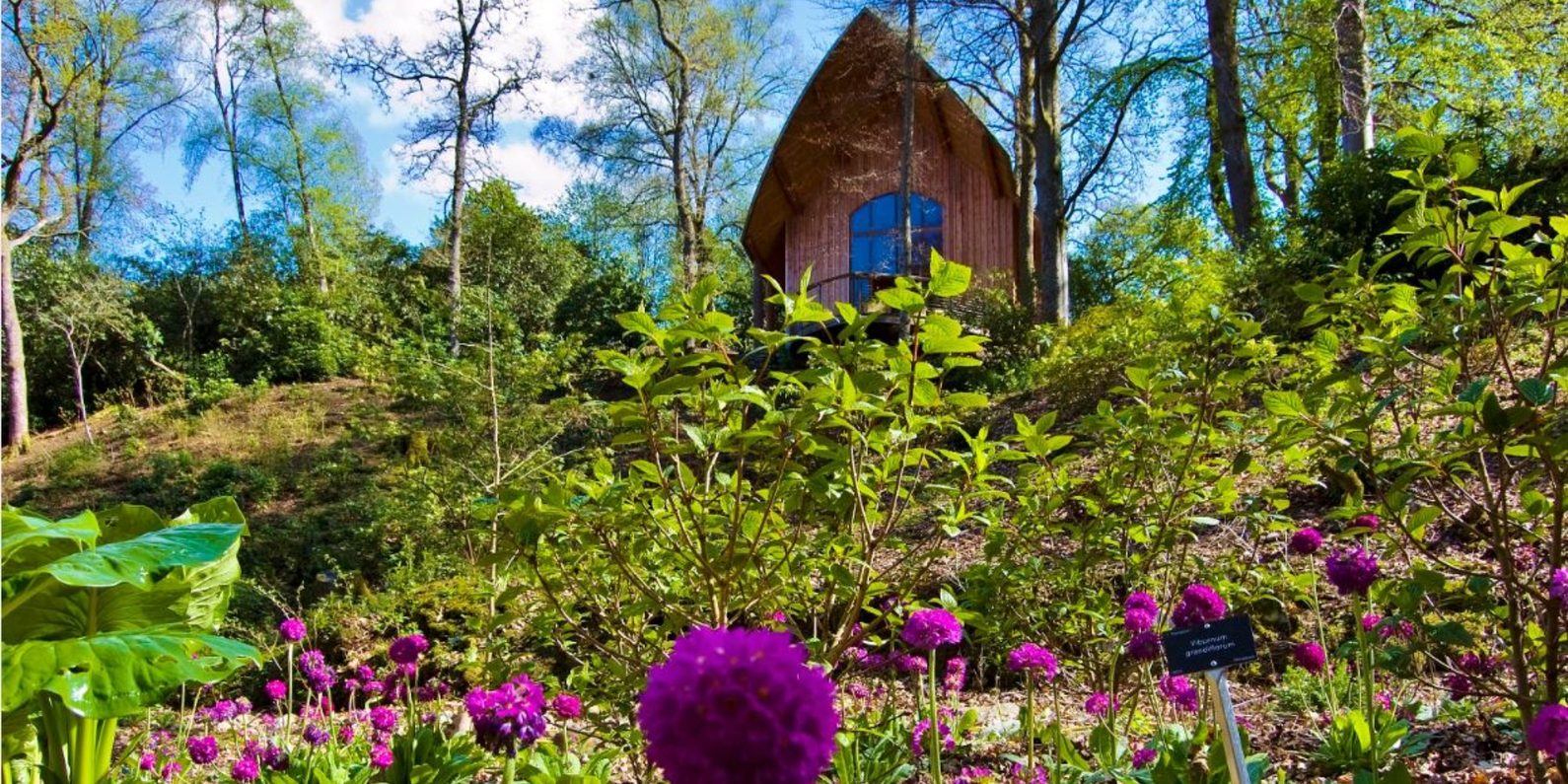 Early spring flowers and wooden hut