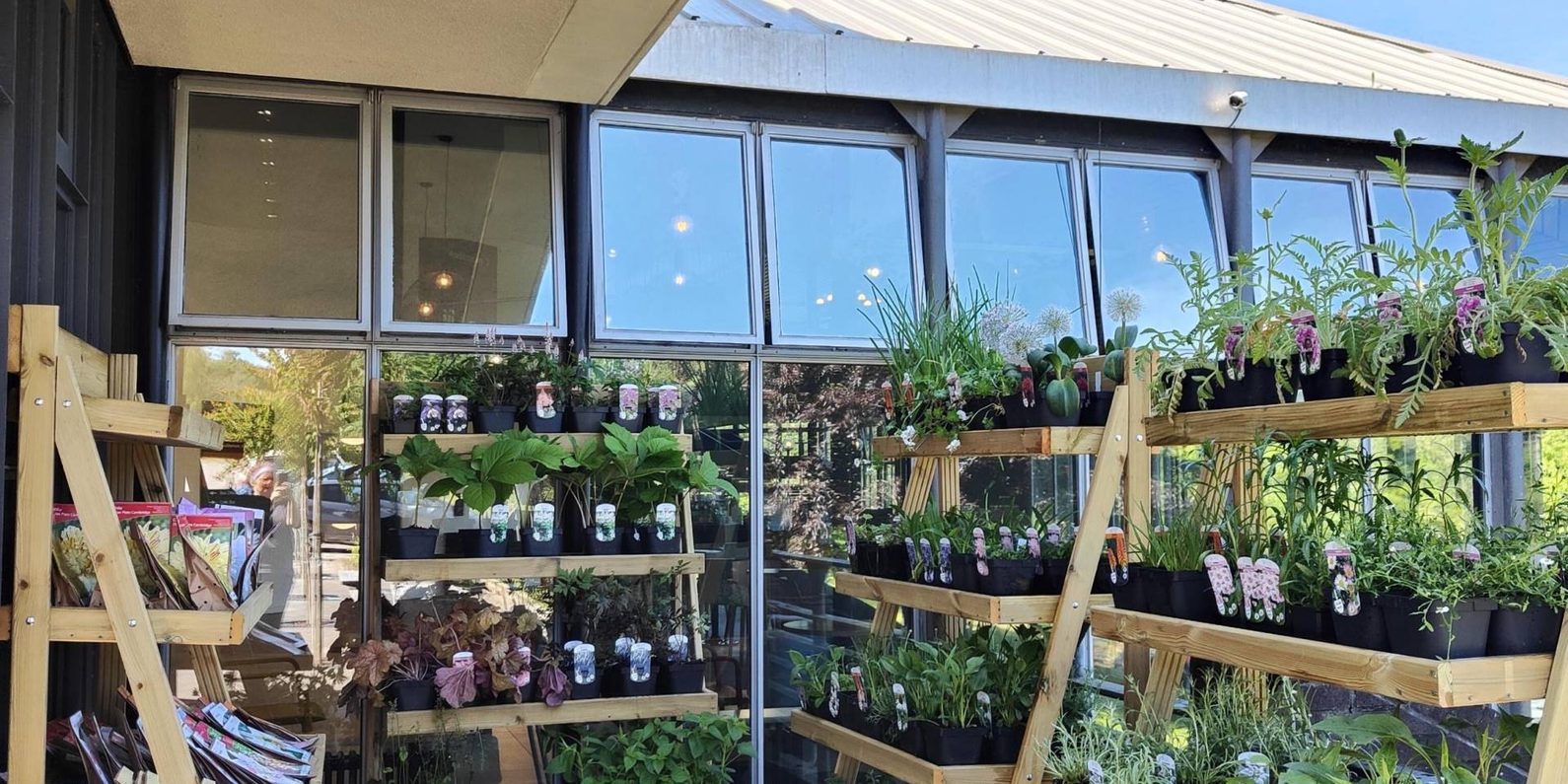 Shelving display of plants for sale.
