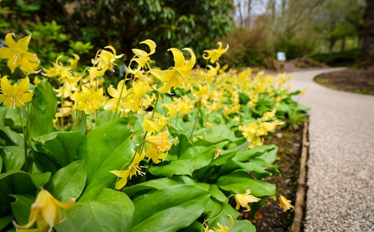 Yellow flowers in a flower bed of the Explorers Garden